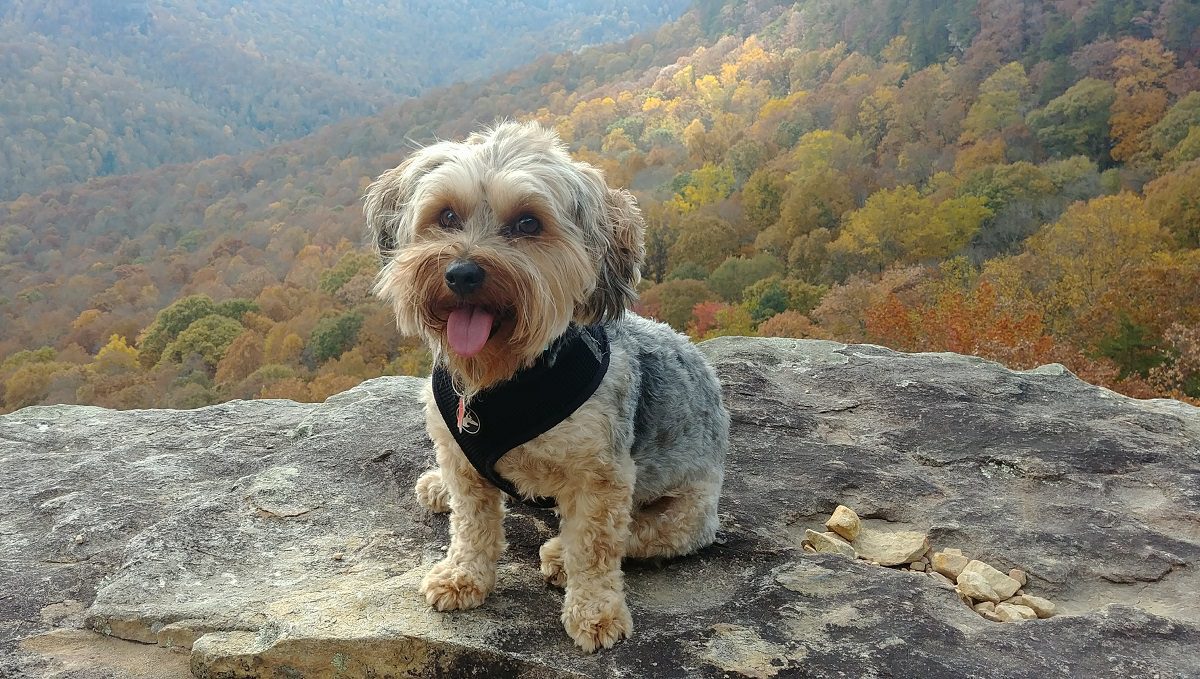 YorkiePoo (Yorkipoo) A Very Charismatic Mixed Breed Animal Corner