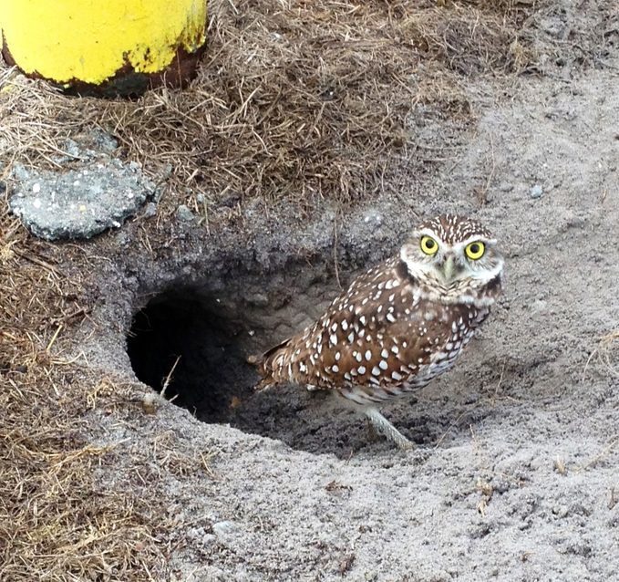 Burrowing Owl Animal Corner