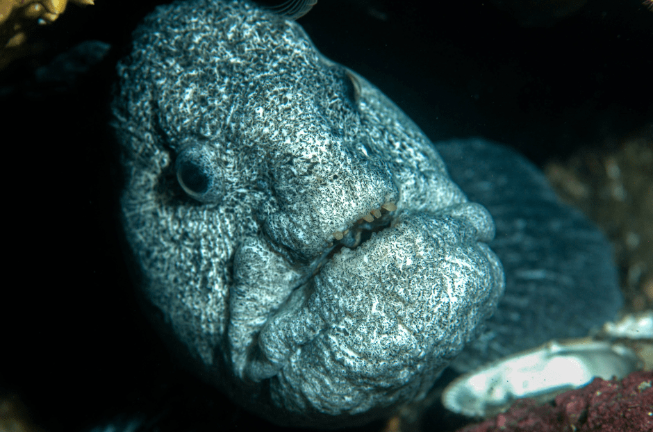 Wolf Eel Neither Wolves nor Eels, but Wonders of the Deep Animal Corner