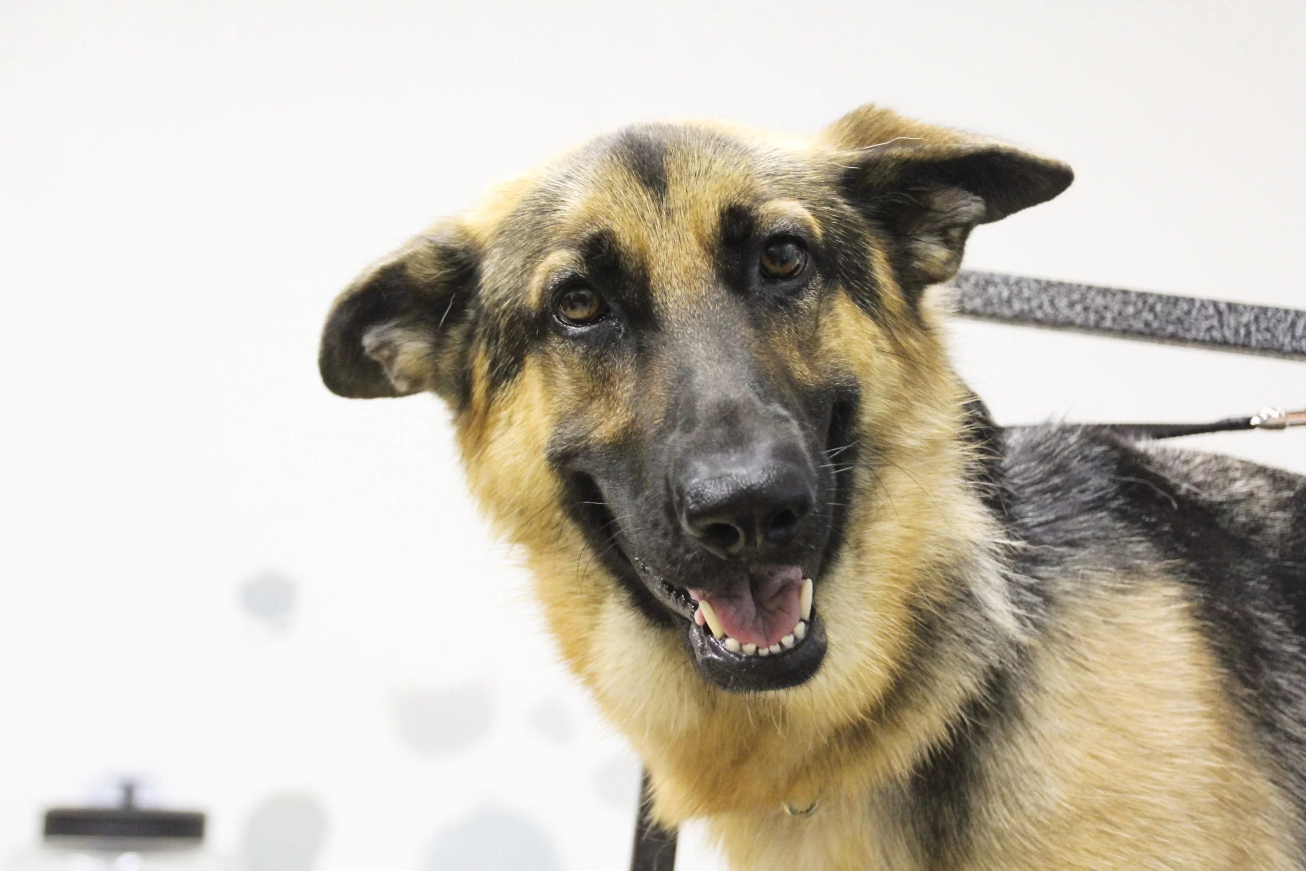 Pet Grooming Animal Crackers Boarding & Grooming