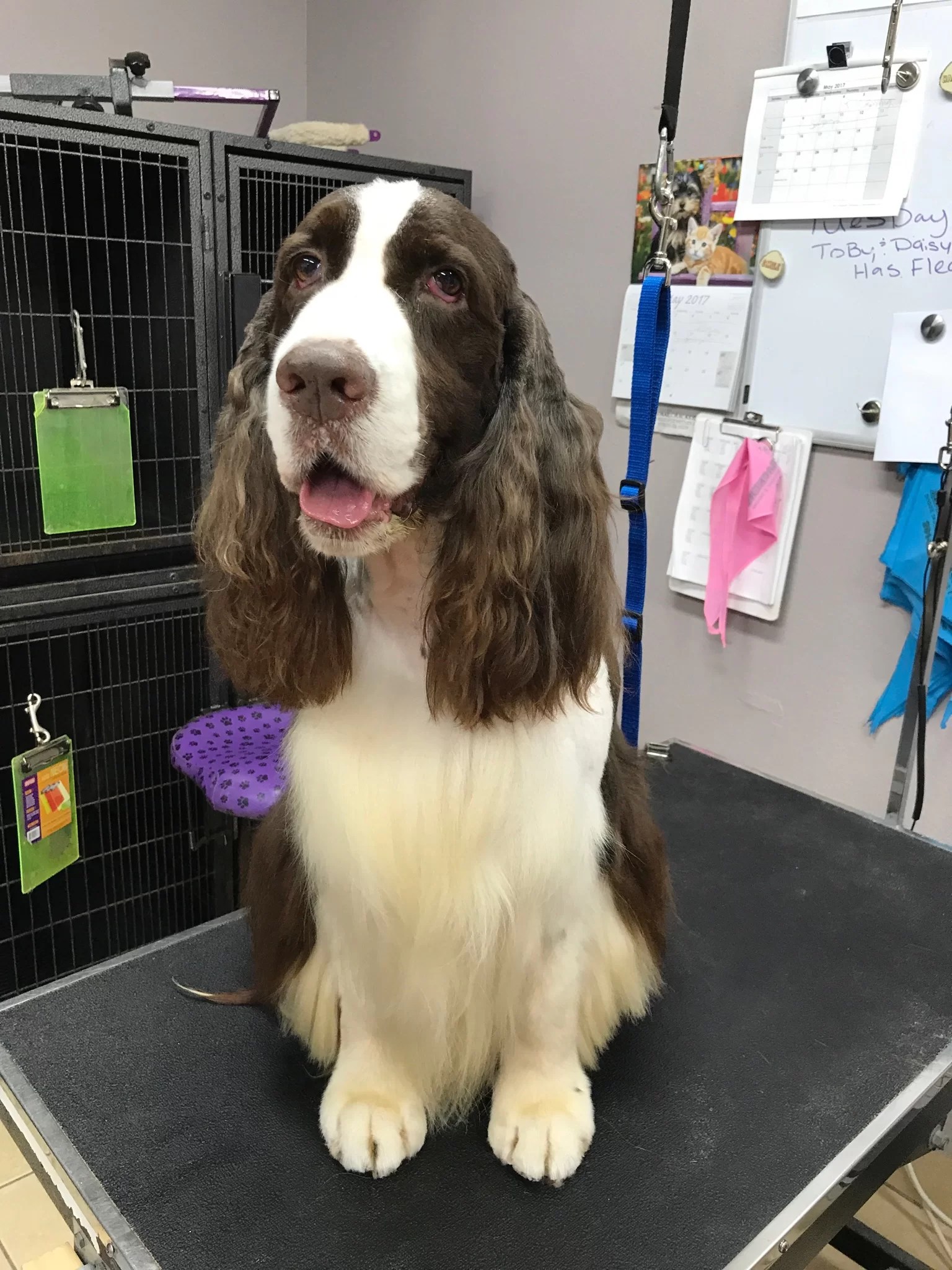 Pet Grooming Animal Crackers Boarding & Grooming