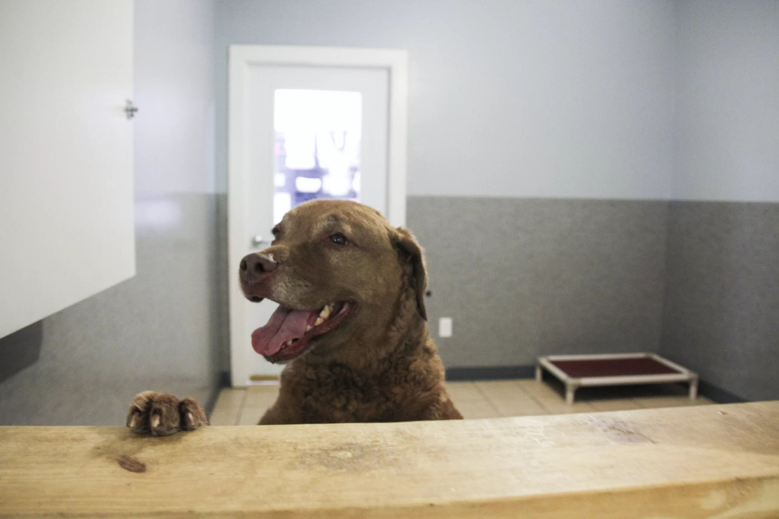 Pet Boarding Animal Crackers Boarding & Grooming