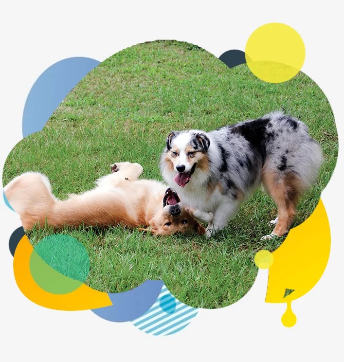 Animal Crackers Boarding & Grooming Boarding & Grooming in Spring Texas