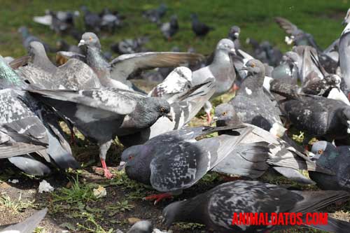 ¿Cómo saben las palomas mensajeras a dónde ir? maestroviejo