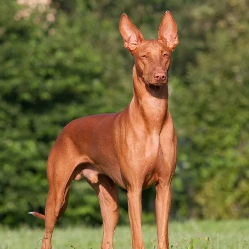 Cão do Faraó conheça essa raça egípcia extremamente rara