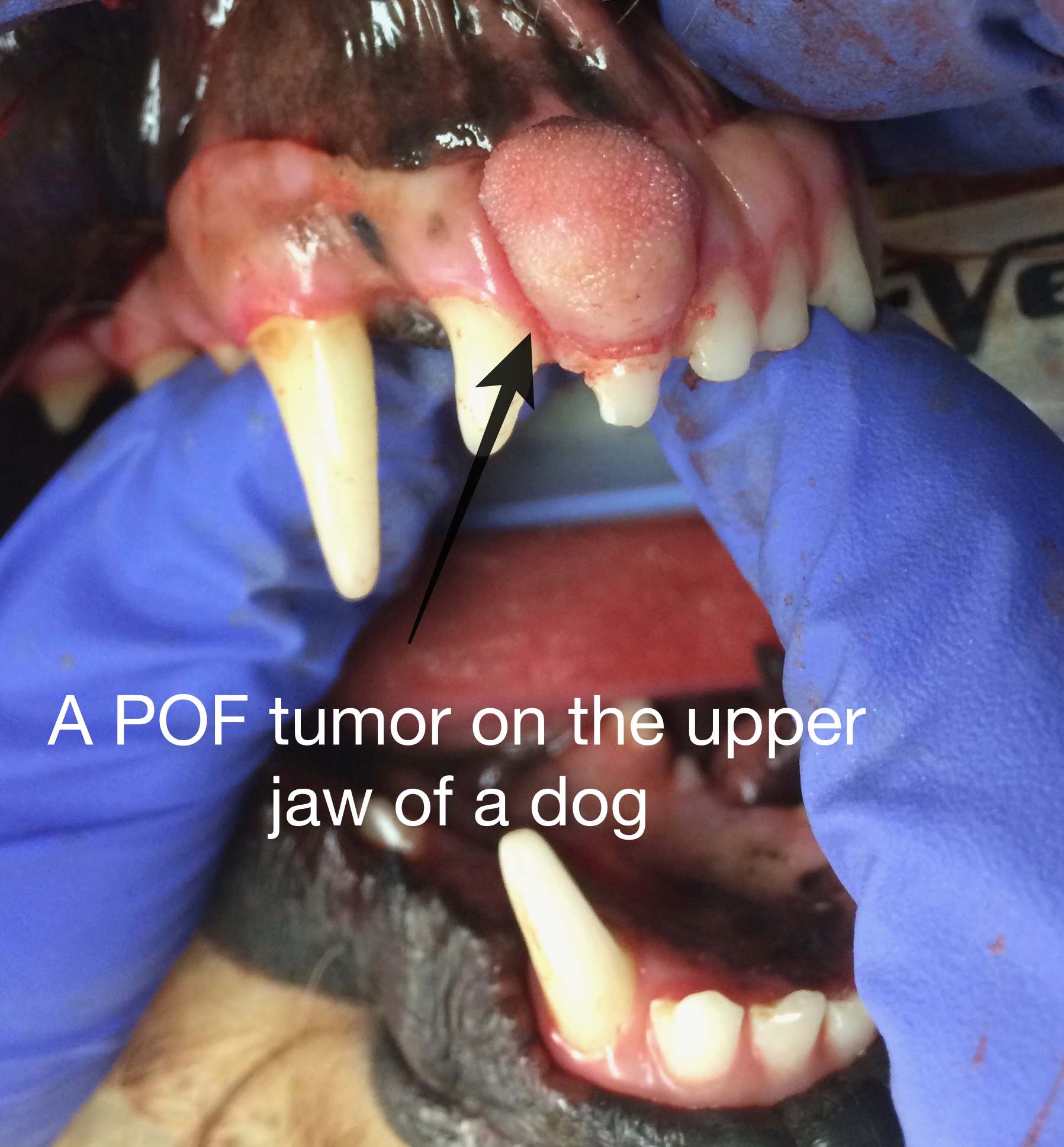 Oral Tumors - Animal Dental Specialist