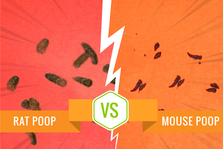 5 Honest Difference Between Mouse Poop and Rat Poop with Similarities