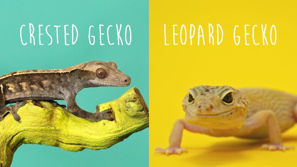Crested Gecko VS Leopard Gecko How to Tell the