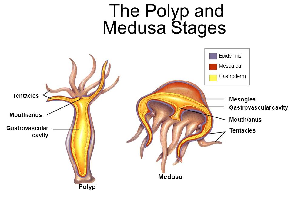 11 Badass Difference Between Polyp and Medusa with Comparison Table