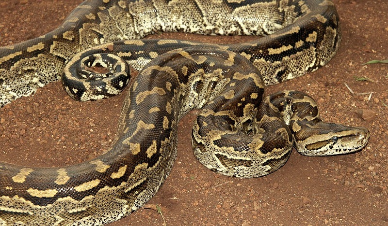 10 Difference Between Python and Anaconda Snakes with Similarities