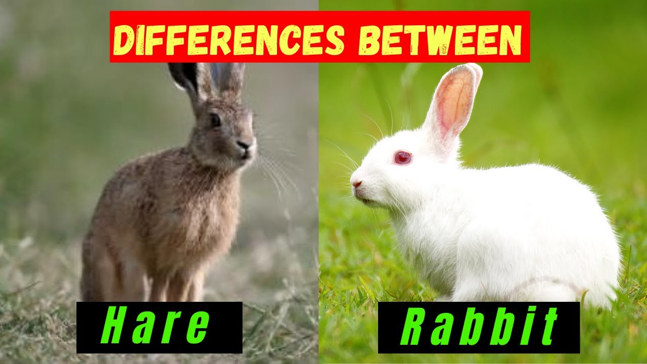 10 Difference Between Rabbit and Hare (With Table