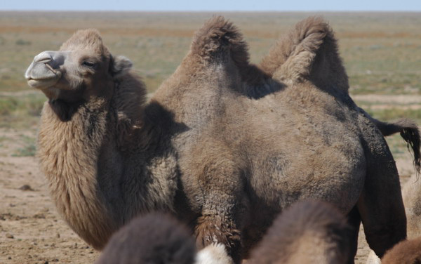 ADW Camelus bactrianus INFORMATION
