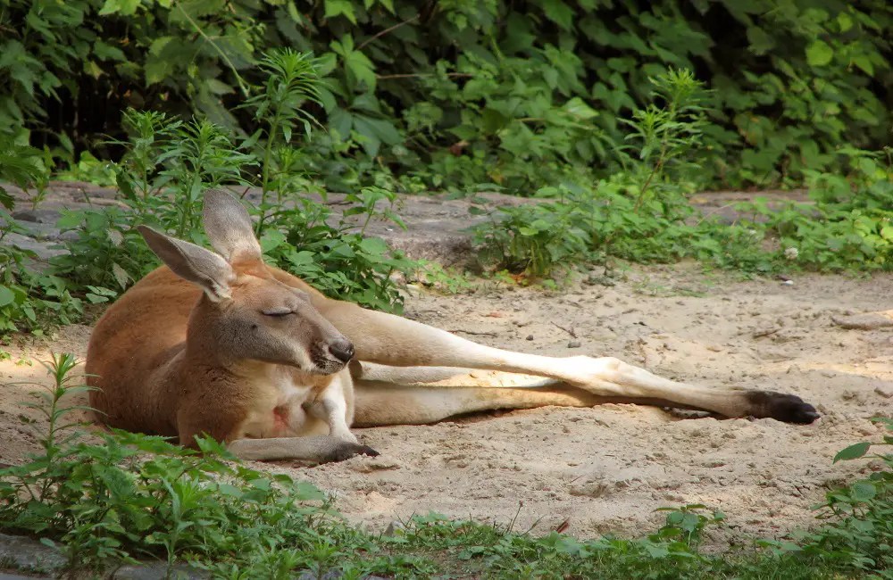 How Do Kangaroos Sleep? This Is How They Sleep! Animal Dome