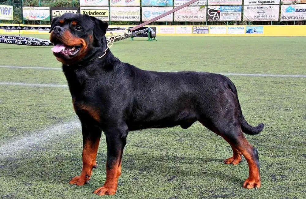 How Strong Is A Rottweiler? (Bite And Pull Strength + 11 Other Facts