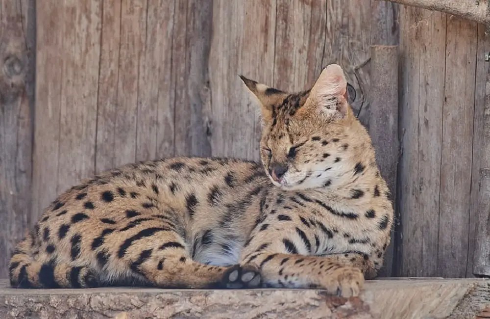 Do Big Cats Recognize Domestic Cats? (Similarities Of Wild And Domestic