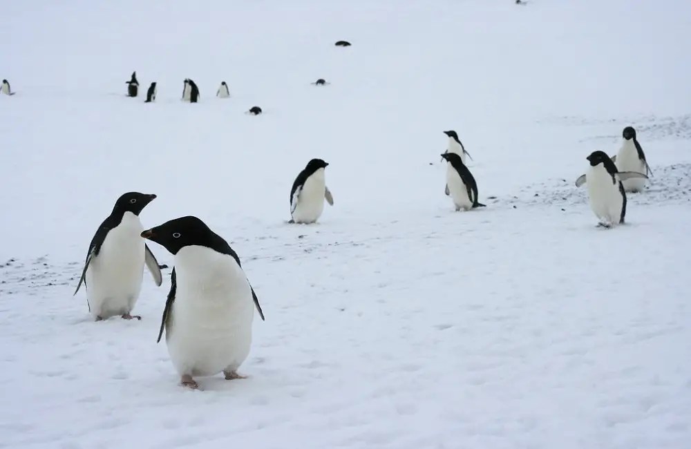 Can Penguins Be Pets? 18 Impressive Penguin Facts Animal Dome