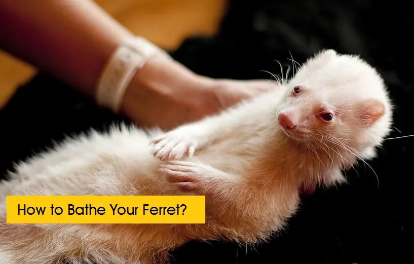 Bathing your Ferret The Definitive Guide Animal Dome