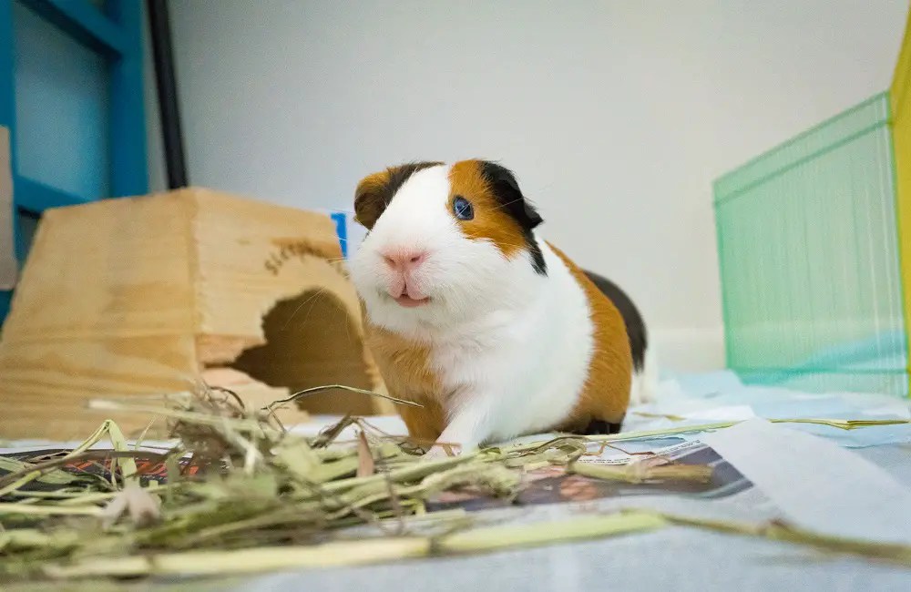 Do Guinea Pigs Have Quiet Days? This Is What You Don't Know! Animal Dome