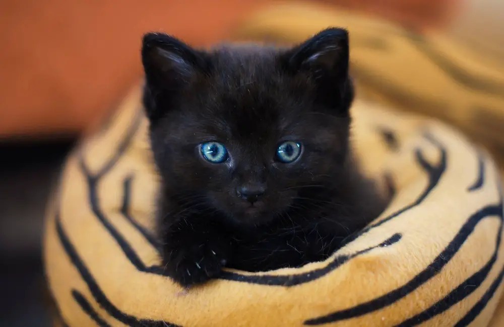 Why Does My Cat Flinch When I Pet Her? Here’s Why! Animal Dome
