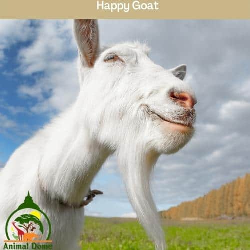 Why Do Goats Wag Their Tails? Animal Dome