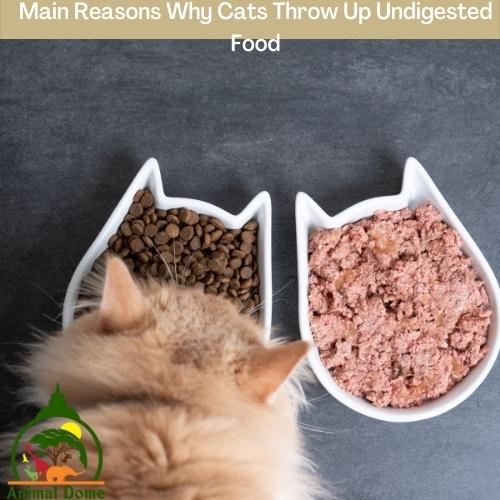 Why My Cat Is Throwing Up Undigested Food? Animal Dome