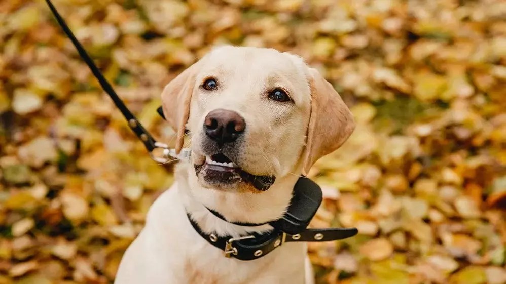 ECollar vs. Shock Collar What's the Difference Animal Dome