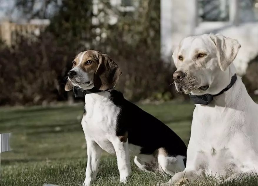 ECollar vs. Shock Collar What's the Difference Animal Dome