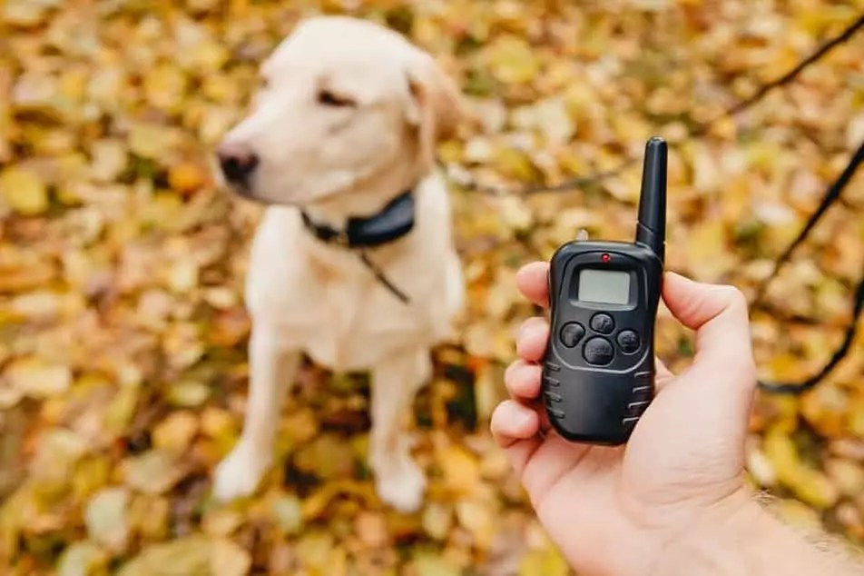 ECollar vs. Shock Collar What's the Difference Animal Dome