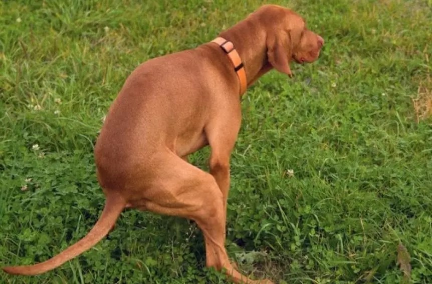 How Long Can A Dog Go Without Pooping? Reasons & Solution 2023