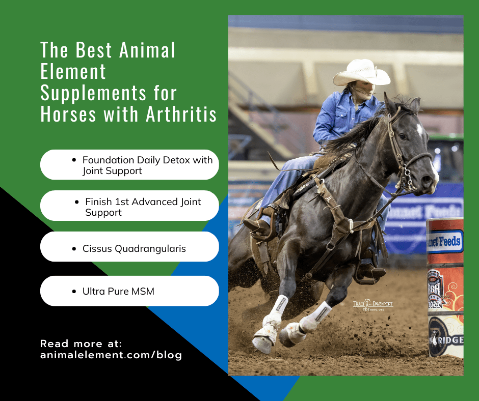 The Best Supplements for Horses with Arthritis Animal Element