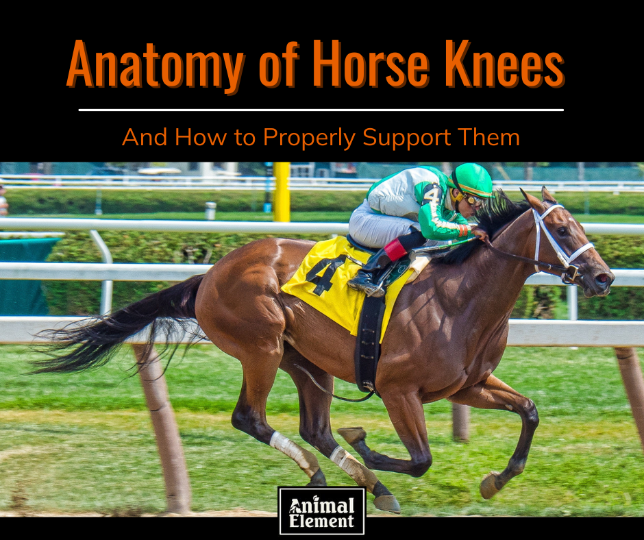 Anatomy of Horse Knees and How to Properly Support Them Animal Element