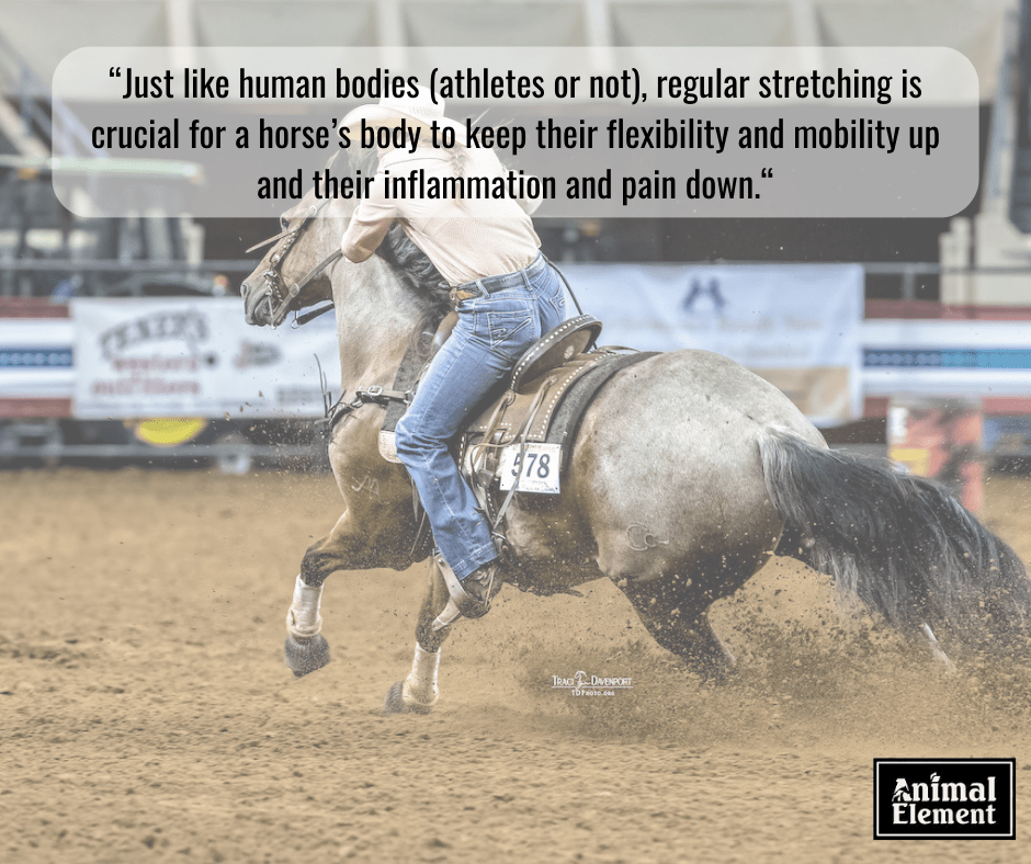 Anatomy of Horse Knees and How to Properly Support Them Animal Element