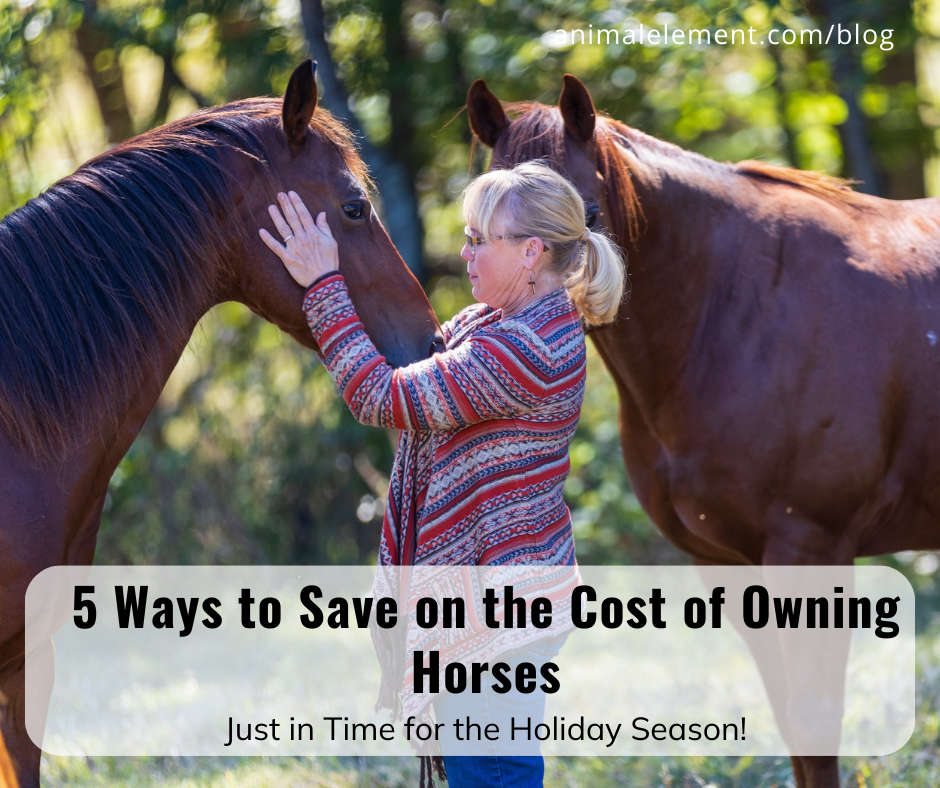 5 Ways to Save on the Cost of Owning Horses Animal Element