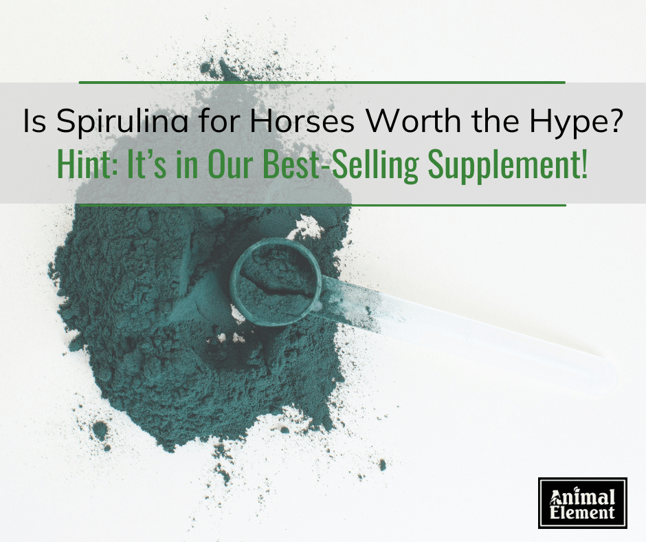 Is Spirulina for Horses Worth the Hype? Hint It’s in Our BestSelling
