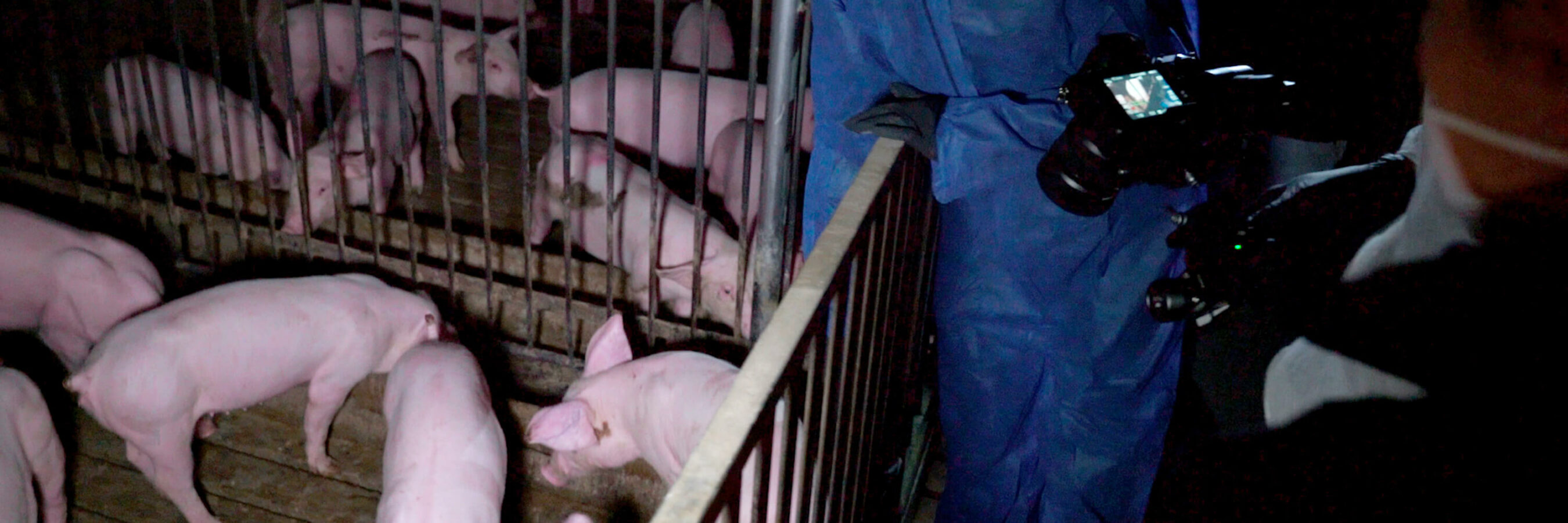 Cruel Mistreatment On Italian Pig Farm Animal Equality UK