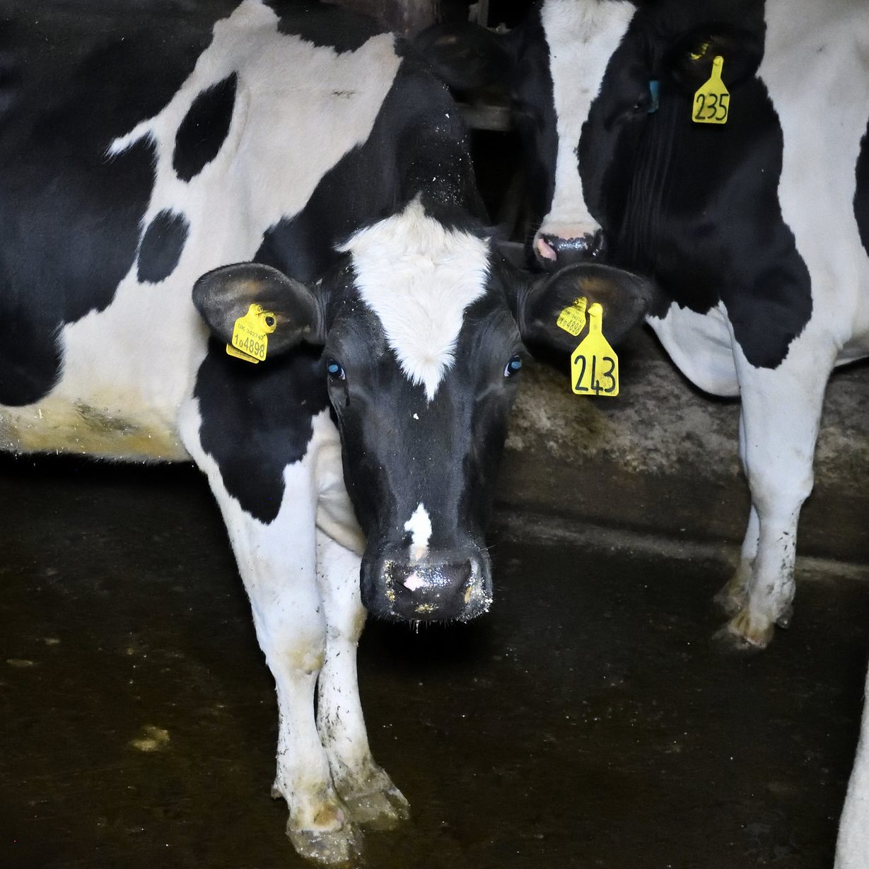 Ethical Dairy Is There Such A Thing? Animal Equality UK