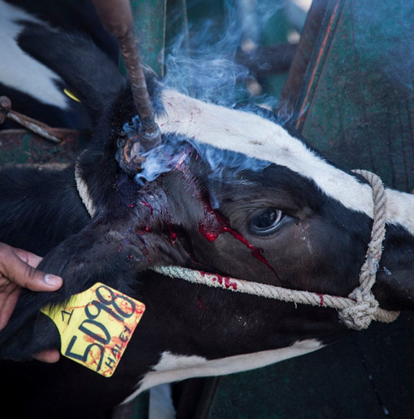 The Truth About The Dairy Industry