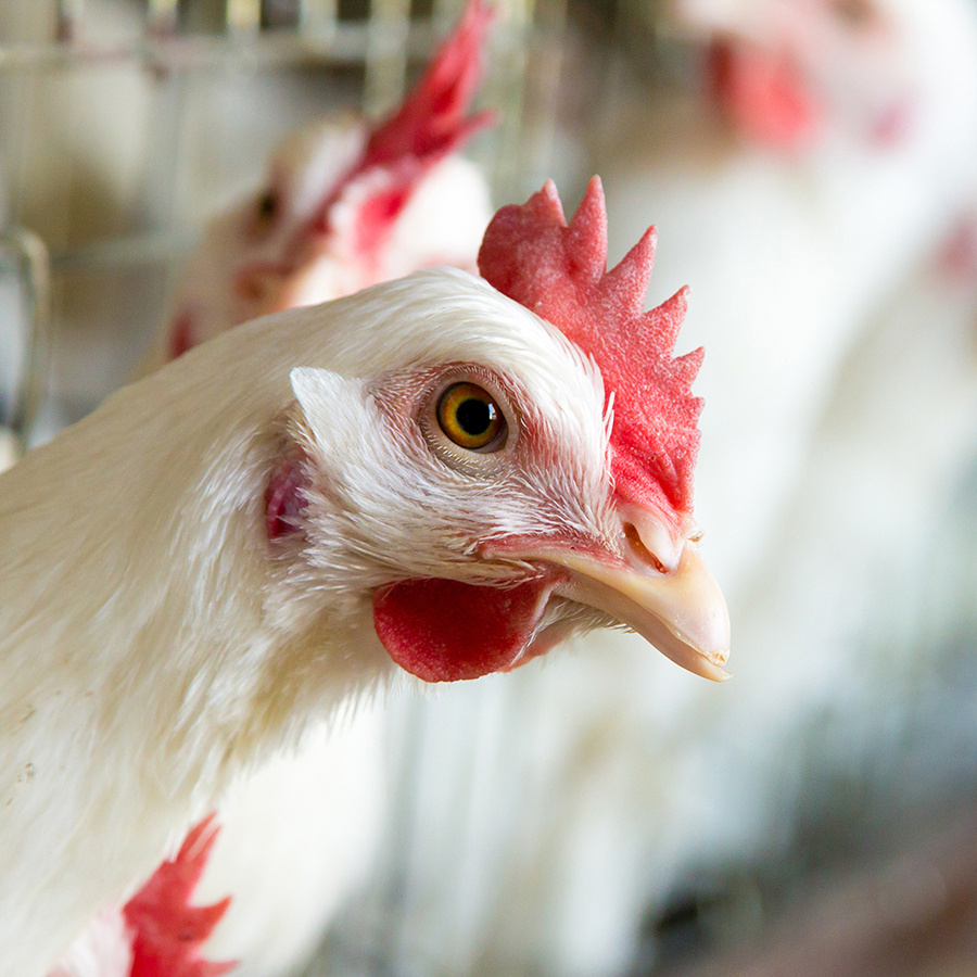 Nevada Bans Cages for Hens Animal Equality