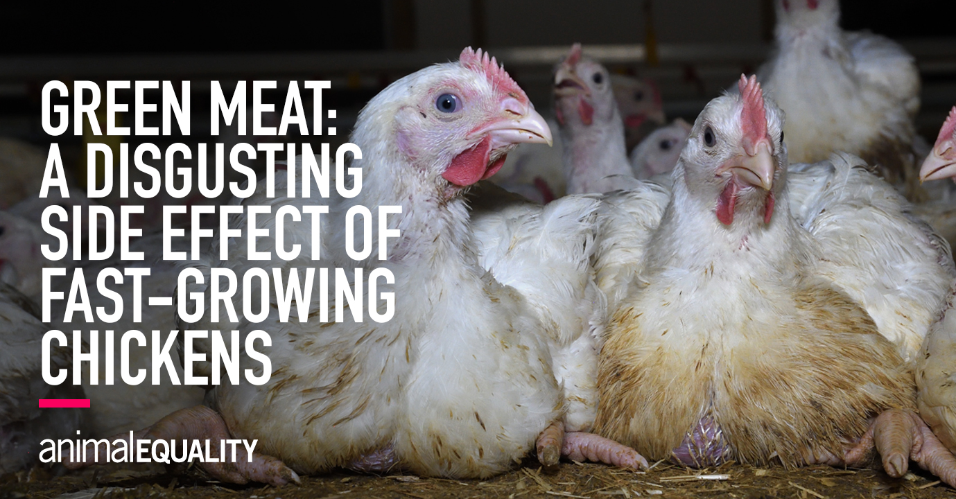 Green Meat An Unpleasant Side Effect of Modern Chicken Farming