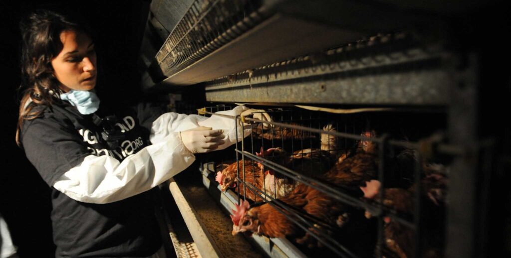 Activista de Igualdad Animal en una granja industrial de huevos rescatando gallinas.