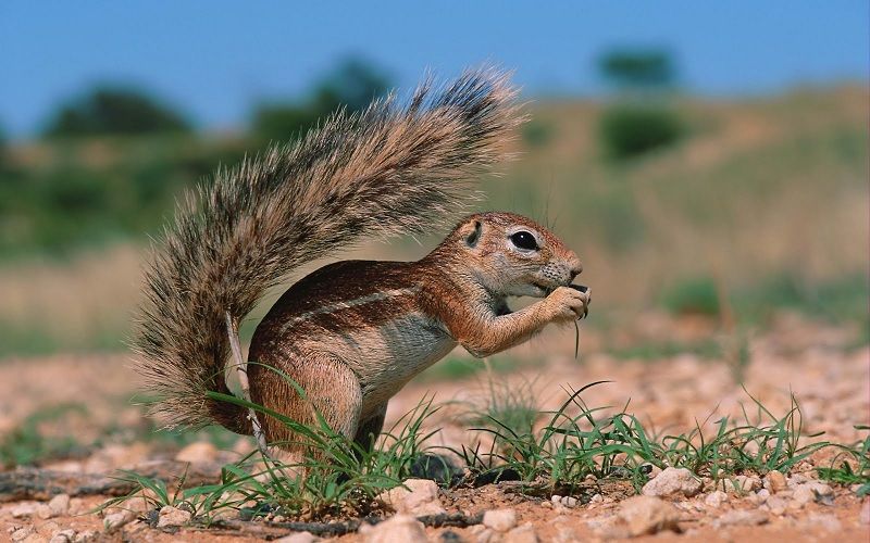 Animales de la Selva Seca
