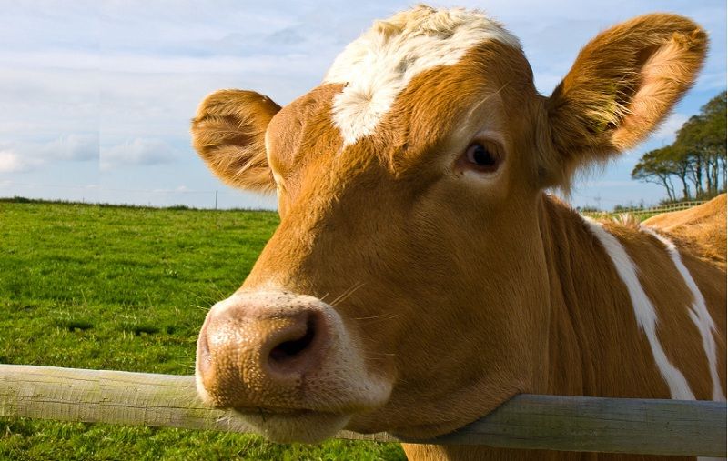 Animales de la Granja ¿Cuáles Son?