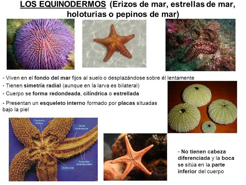 Equinodermos Cuáles son, Características, Nombres y Ejemplos
