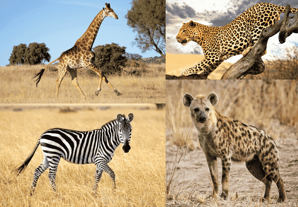 Animales de la pradera Animalesis
