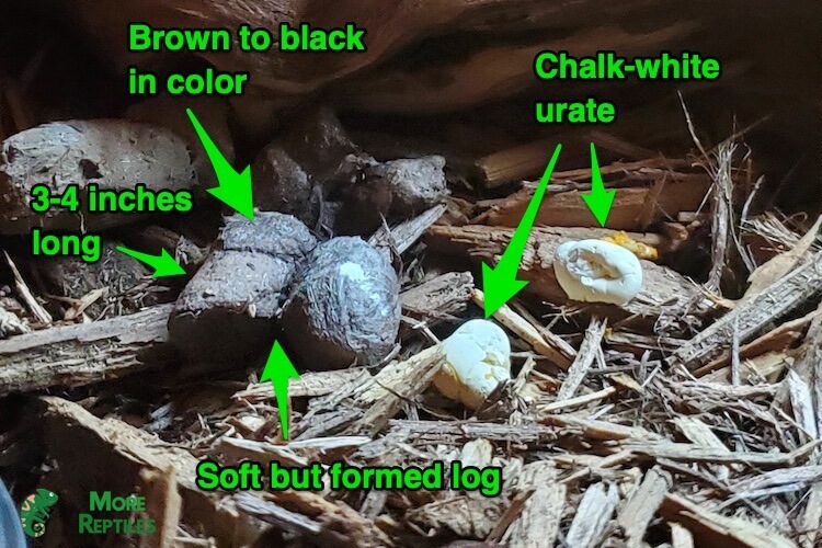 ¿Cómo es la caca de la pitón bola? Cuadro de cacas sanas Animalesis