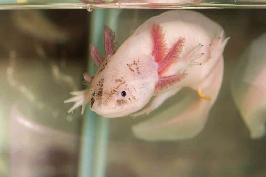 ¿Hasta dónde puede saltar el Axolotl? Animalesis