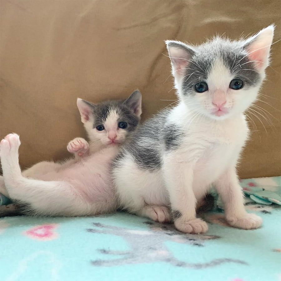 Gatitos gemelos insisten en permanecer juntos ayudándose el uno al otro