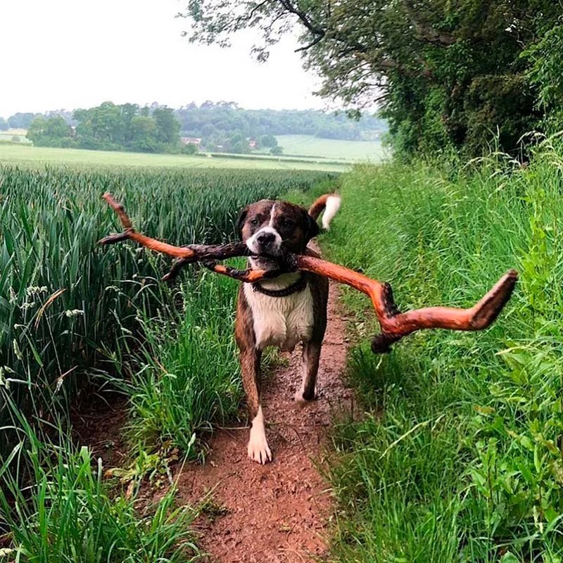 Hombre rescata a un perro que le agradece con los palos más grandes