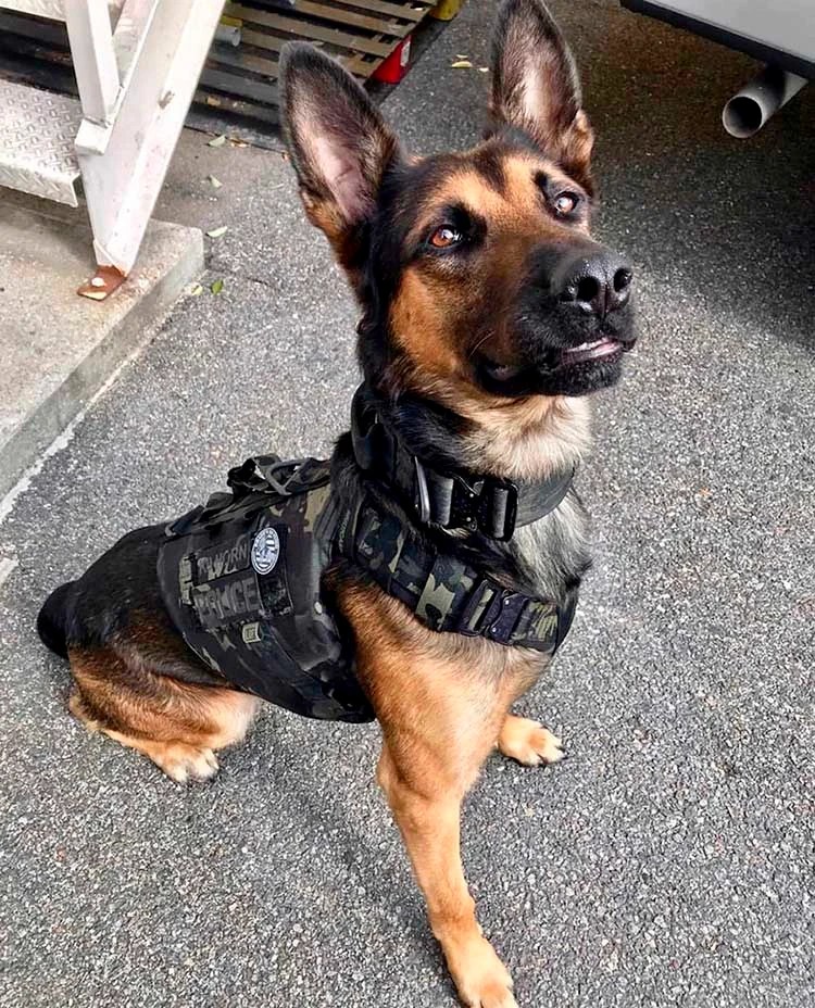 Niño de 10 años recauda dinero para proporcionarles chalecos a perros K9