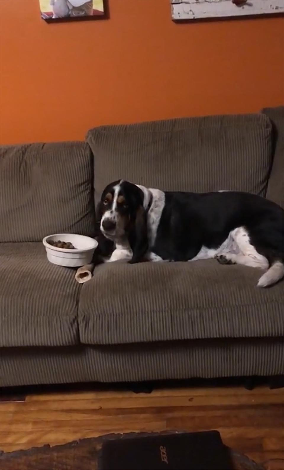 Perro lleva su cuenco de comida al sofá para poder comer cómodamente